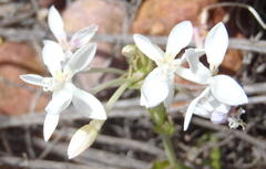 Lapeirousia pyramidalis pyramidalis