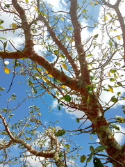 Cnidoscolus quercifolius