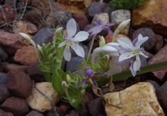 Lapeirousia pyramidalis pyramidalis