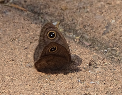 Ypthima asterope hereroica
