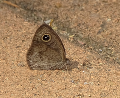 Ypthima asterope hereroica