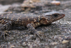 Smaug breyeri