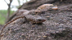 Smaug breyeri