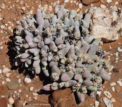 Gibbaeum pubescens