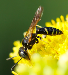 Philanthus lepidus