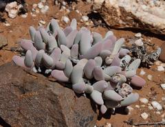 Gibbaeum pubescens