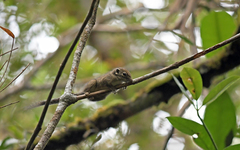 Sundasciurus jentinki
