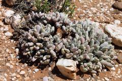 Gibbaeum pubescens
