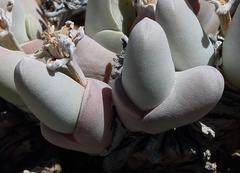 Gibbaeum pubescens