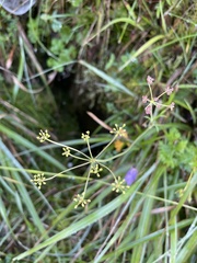 Pimpinella niitakayamensis