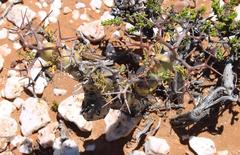 Pelargonium crithmifolium