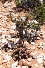 Pelargonium crithmifolium