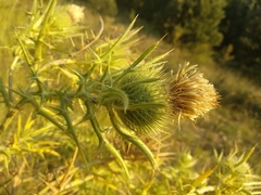 Cirsium ferox