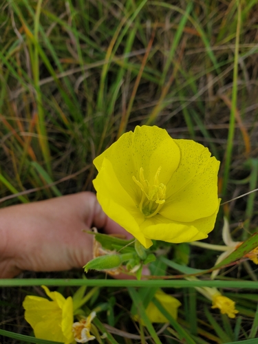 photo of Evening Primroses, Sundrops, And Beeblossoms (Oenothera)