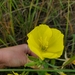 photo of Evening Primroses, Sundrops, And Beeblossoms (Oenothera)