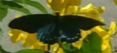 Battus philenor