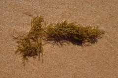 Gongolaria barbata