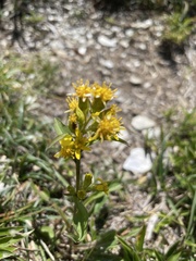 Solidago