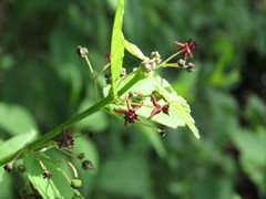 Ayenia jaliscana
