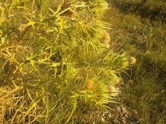 Cirsium ferox