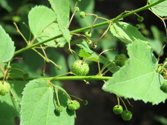 Ayenia jaliscana