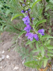 Dracocephalum moldavica
