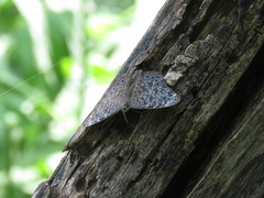 Hamadryas atlantis lelaps