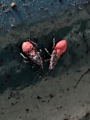 Oxycarenus lavaterae