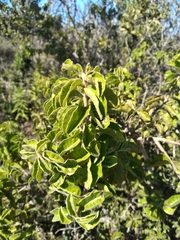 Schinus latifolia
