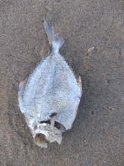 Leiognathidae