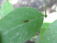 Tetramorium tortuosum