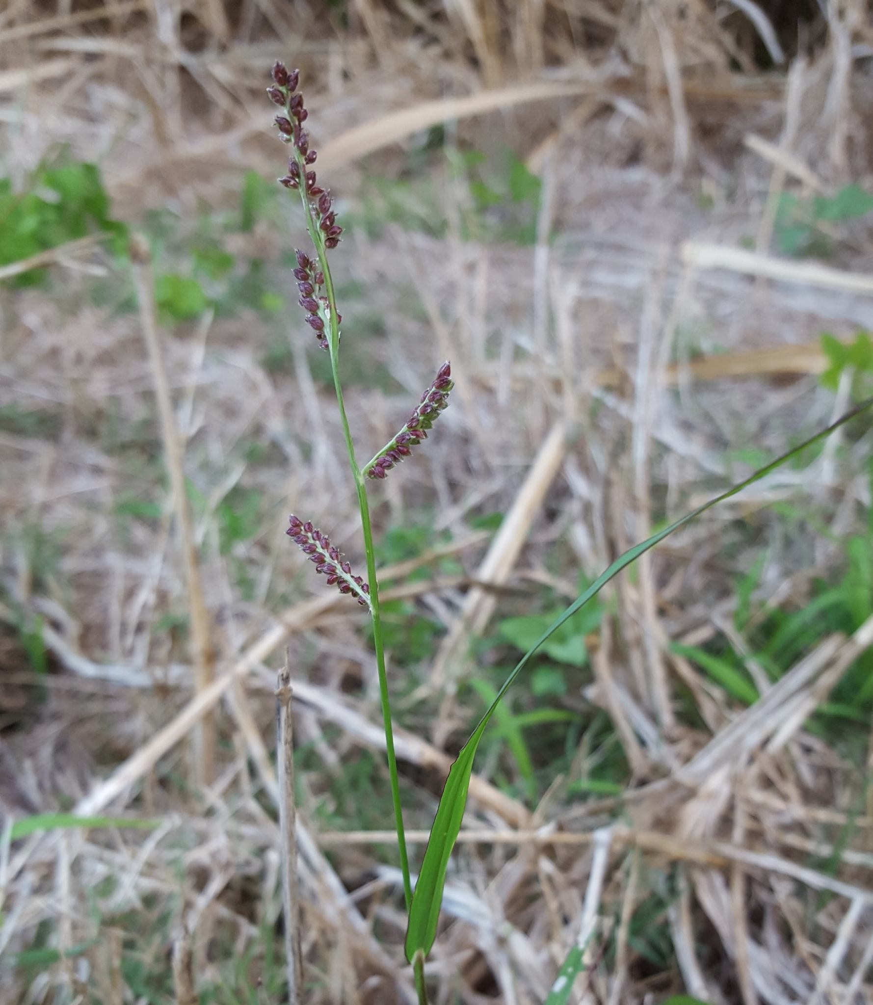 (c) François Rousseu, certains droits réservés (CC BY-NC) https://www.inaturalist.org/observations/92573494