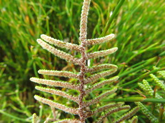 Gleichenia alpina