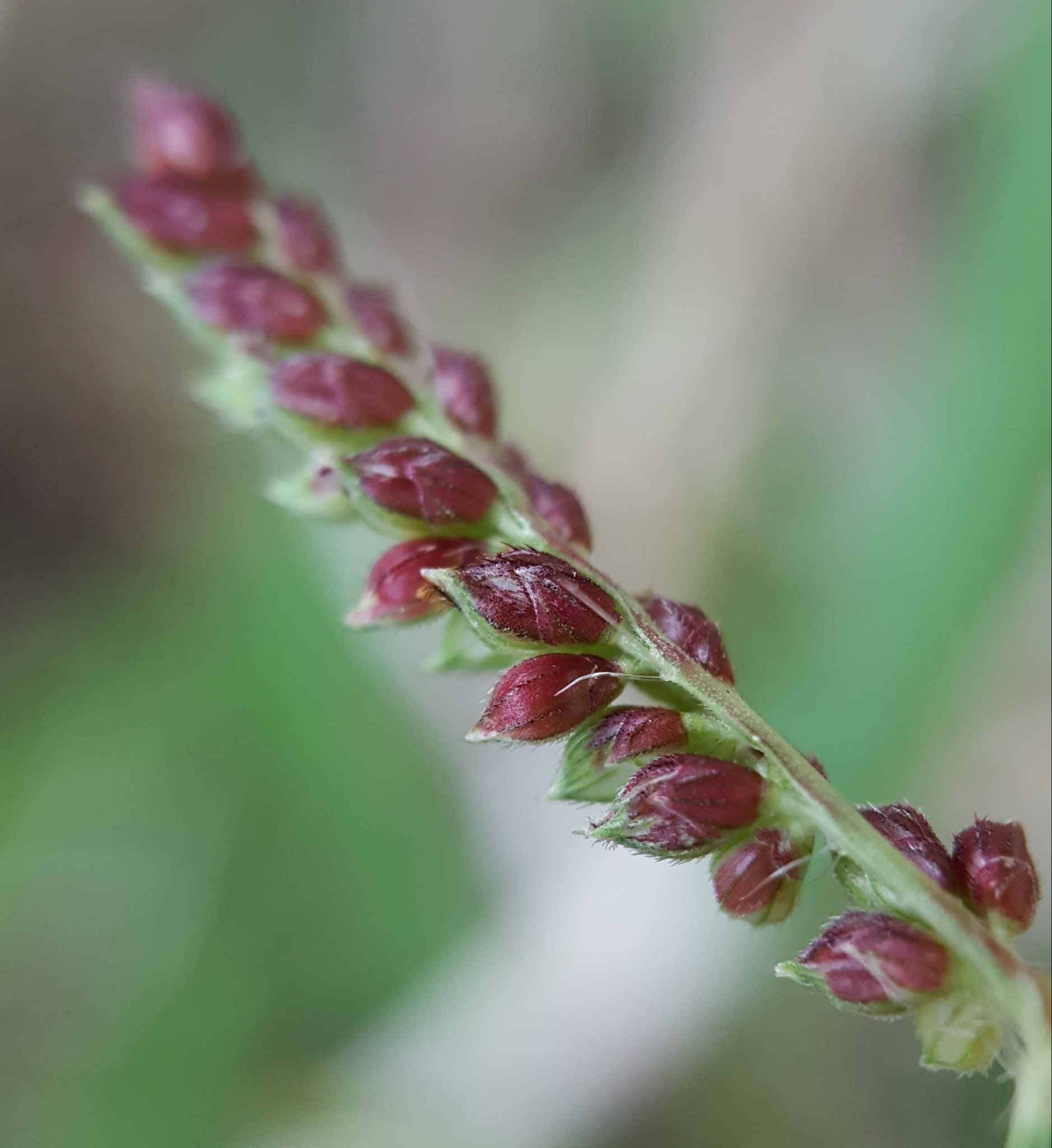 (c) François Rousseu, certains droits réservés (CC BY-NC) https://www.inaturalist.org/observations/92573494