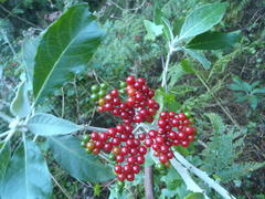 Solanum giganteum
