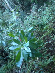 Solanum giganteum