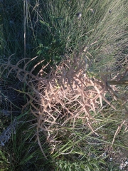 Cirsium ferox