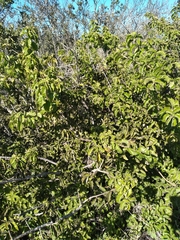 Schinus latifolia