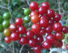 Solanum giganteum