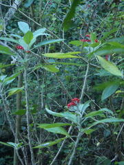 Solanum giganteum