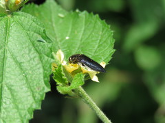 Acmaeodera impluviata