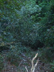Solanum giganteum