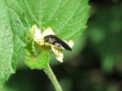 Acmaeodera impluviata