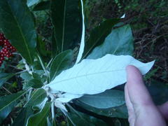 Solanum giganteum