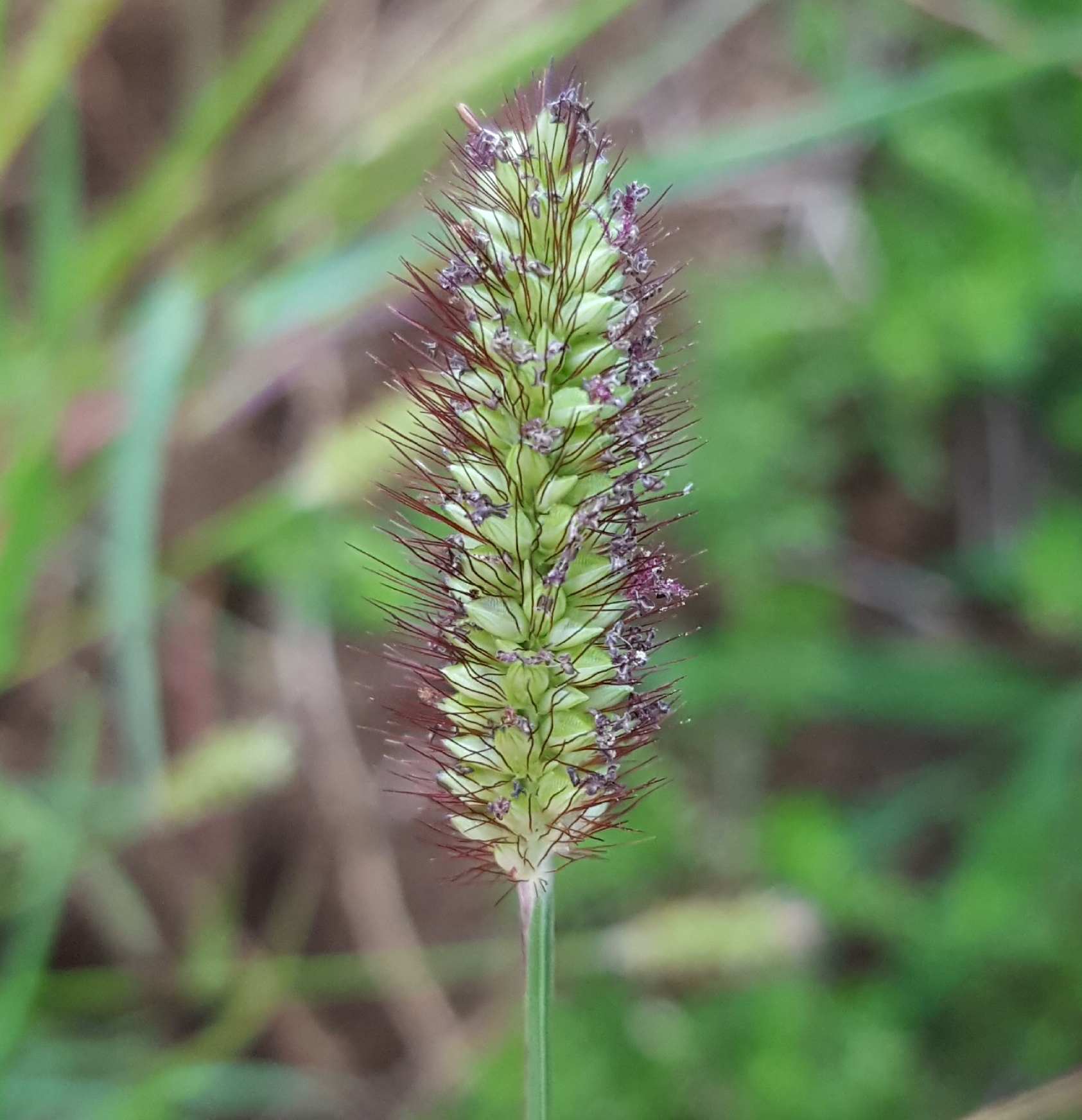 (c) François Rousseu, certains droits réservés (CC BY-NC) https://www.inaturalist.org/observations/92573614