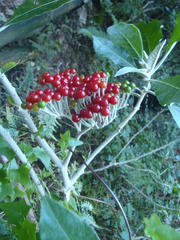 Solanum giganteum