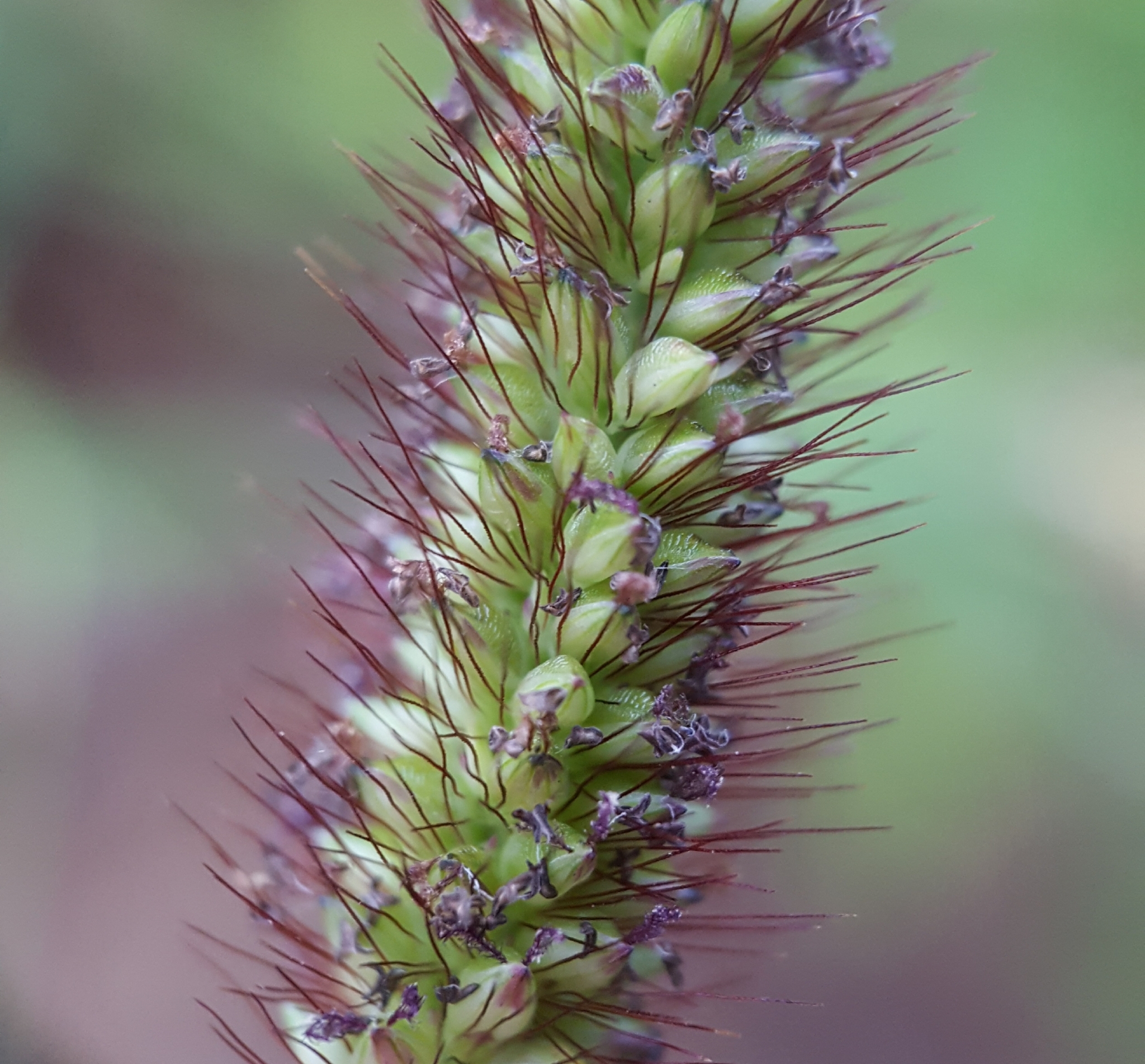 (c) François Rousseu, certains droits réservés (CC BY-NC) https://www.inaturalist.org/observations/92573614