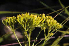 Senecio pinnatifidus