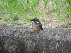Alcedo atthis