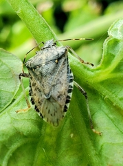 Halyomorpha halys